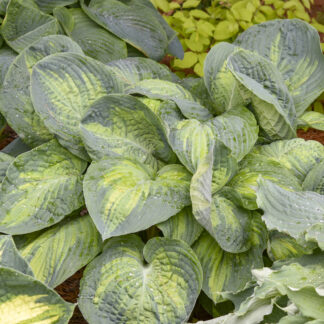 Sound of Music Hosta