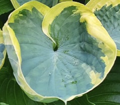 Valley's Peptalk Hosta