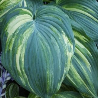 Valley's Super Tuesday Hosta