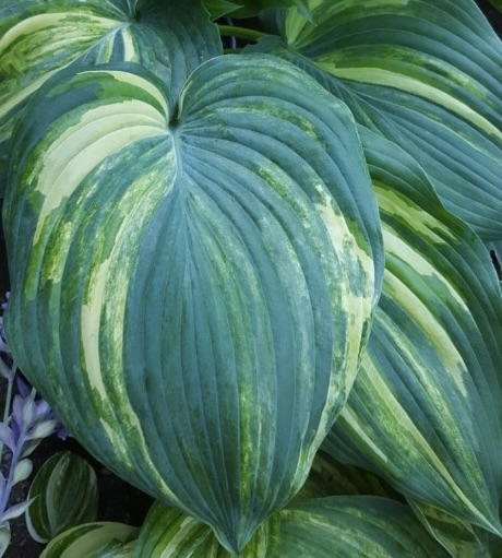 Valley's Super Tuesday Hosta